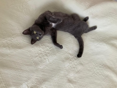 KIZIMIZ PERAYA YUVA ARIYORUZ fotoğraf