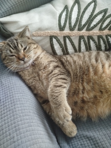 British kedimiz Lily yeni yuvasını arıyor fotoğraf