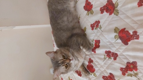 ÇOK SEVİMLİYİM YUVA ARIYORUM fotoğraf