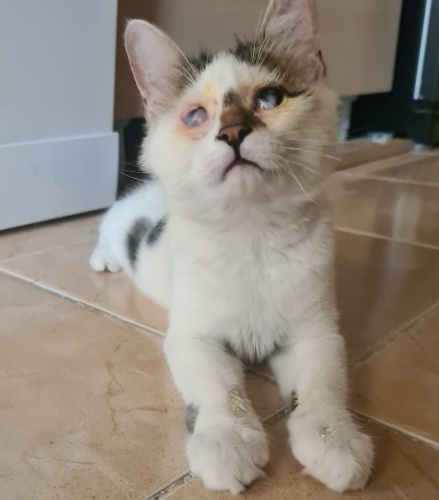 🌟 Bir Mucizenin Hikâyesi: Yakışıklı Leo’yu Sahiplenin ! 🌟 fotoğraf