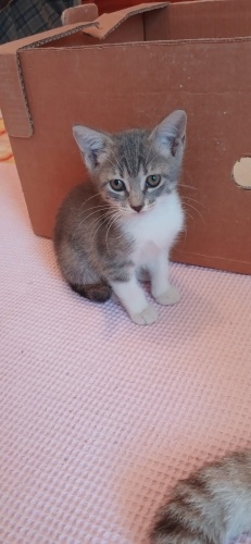 Cins kırması ömürlük yuva arıyoruz fotoğraf