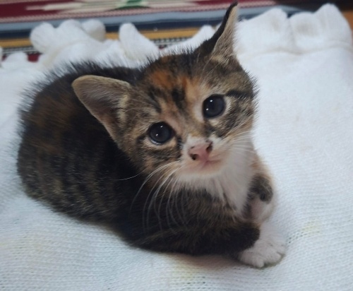 1.5 aylık dişi acil yuva arıyorum fotoğraf