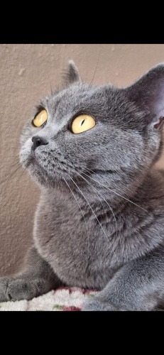 Acil ilan ona yuva olun lütfen fotoğraf