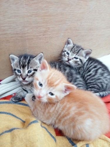 Üç kardeş sokaktalar ve cok tatlılar fotoğraf