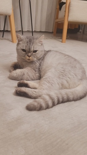 Acil yuva arıyoruz ömürlük fotoğraf