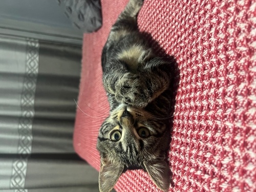 Sevimli , oyuncu ve cana yakın fotoğraf