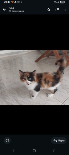 kendisine oyuncu bir sahip arıyor! fotoğraf