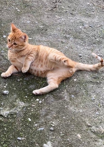 ÜÇ PATİLİ BAL EVLADA YUVA ARIYORUZ fotoğraf