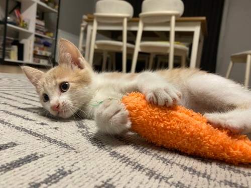 1,5 aylık oyuncu yavru fotoğraf