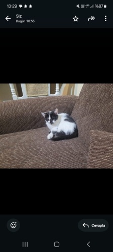 ACİl YAVRU İLANI fotoğraf