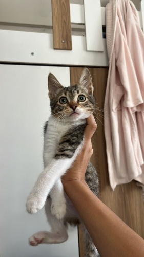 ✨SAHİPLENDİRME İLANI ✨ fotoğraf