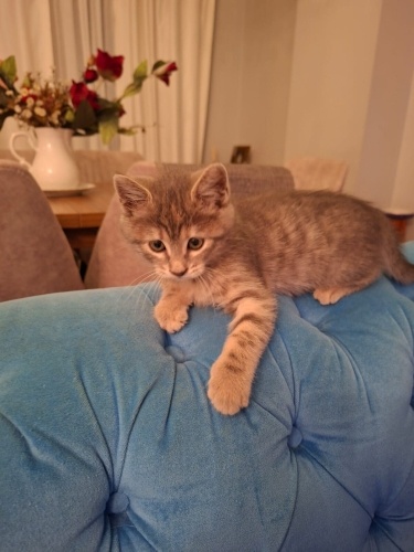 Terkedilmek her canlıyı uzer fotoğraf