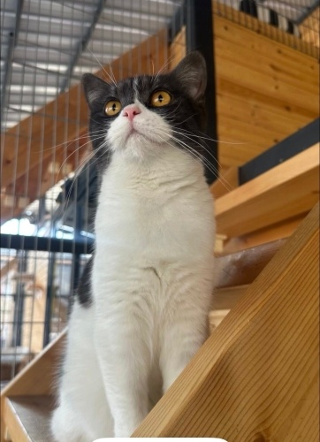 Gökçe ömürlük yuvasını arıyor fotoğraf