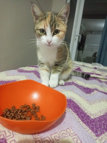 Güvenli huzurlu bir yuvayı hak ediyor fotoğraf