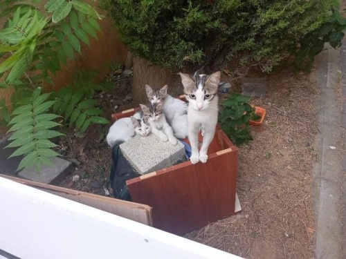 Acill fıstık ve yavrusuna yuva fotoğraf