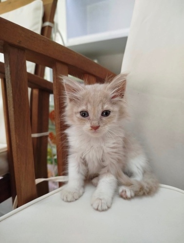 Minik prensese yuva fotoğraf