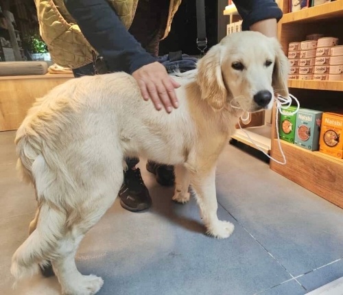 4,5 aylık Golden sokakta herkesin peşine takılıyor, tasma izi var boynunda🥺 fotoğraf
