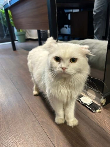 Sokağa atılmış can😔 fotoğraf