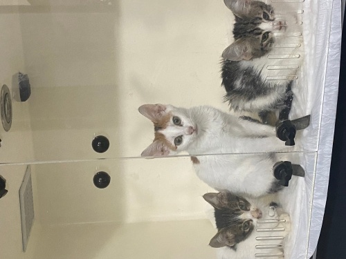 Kardeşlere yuva arıyoruz🙏🏻 fotoğraf