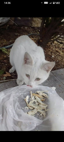 Acil yuva arıyorum fotoğraf