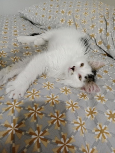 2.5 aylık yakışıklı prens ömürlük yuva ariyor fotoğraf