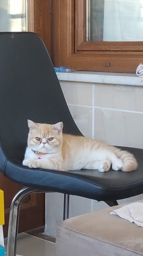 ORJİNAL EXITİC SHORTY fotoğraf