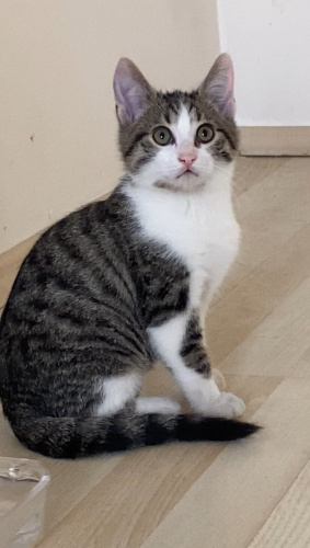 Son 1 Hafta Acil Yuva fotoğraf