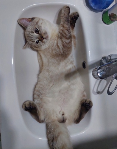 Çok miskin bir kedi fotoğraf