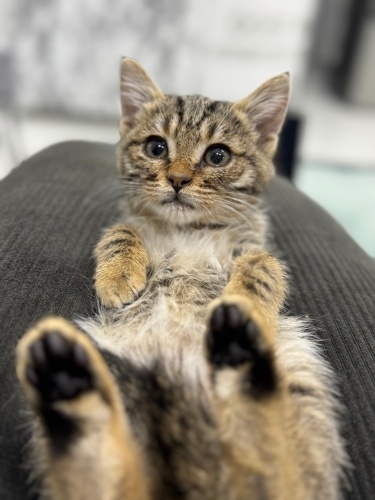 1,5 aylık minik Ponçik acil yuva arıyor 🏡 fotoğraf