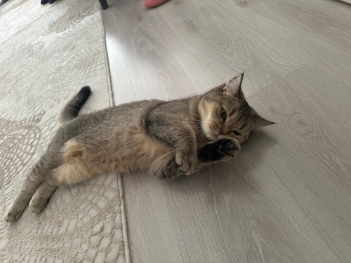 MİRAYA YUVA ARIYORUZ fotoğraf