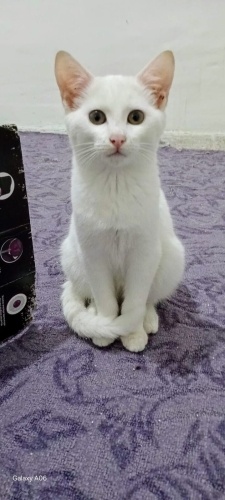 Lady ömürlük yuvasını arıyor fotoğraf