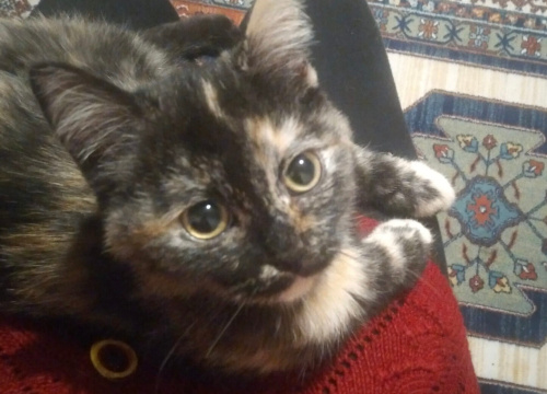 2.5 AYLIK GÜZELLİK YUVA ARIYOR fotoğraf