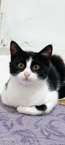 Luna ömürlük yuvasını arıyor fotoğraf