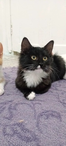 Oreo ömürlük yuvasını arıyor fotoğraf