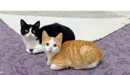 Tofi ömürlük yuvasını arıyor fotoğraf