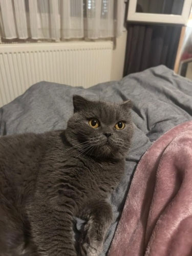 SCOOTİSH KEDİ ACİL YUVA ARANIYOR fotoğraf