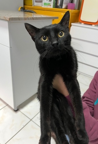 SOKAĞA BIRAKILMIŞ YAPAMIYOR fotoğraf