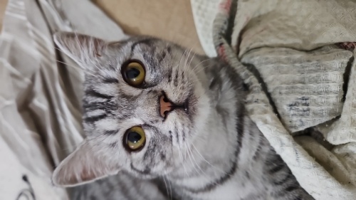 British 6aylık erkek ücretsiz sahiplendirilecektir fotoğraf