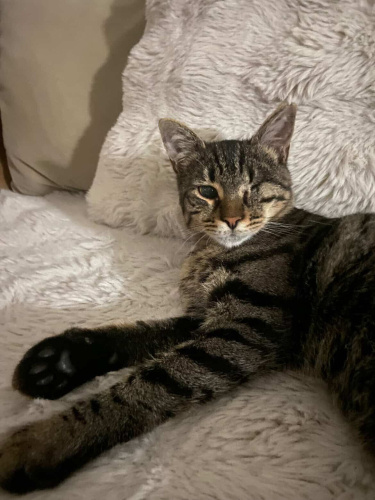 Heramıza yuva arıyoruz. fotoğraf