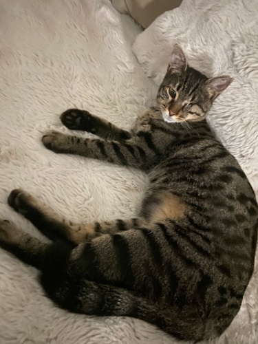 MİNİK HERA YUVA ARIYOR fotoğraf