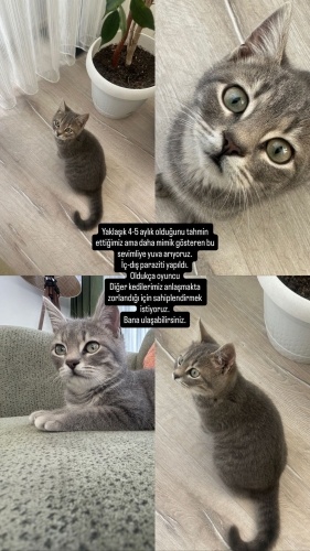 5 aylık yavru dişi kedi fotoğraf