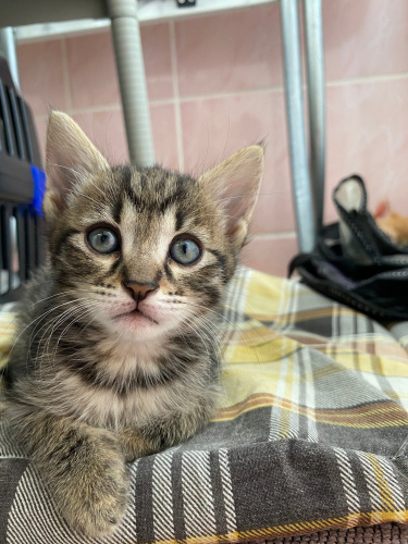 MİMİ YUVASINI ARIYOR fotoğraf