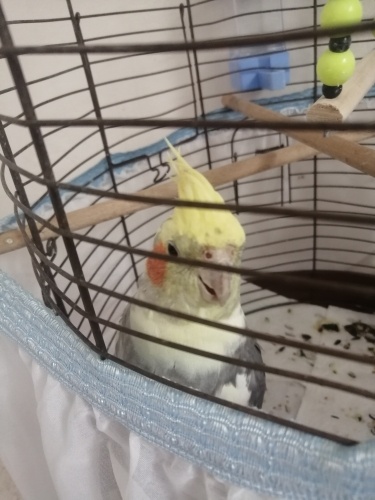 Genç erkek aktif sultan papağanı fotoğraf