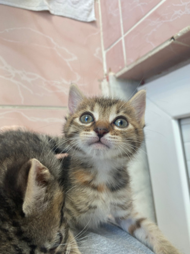 BELLA YUVASINI ARIYOR fotoğraf