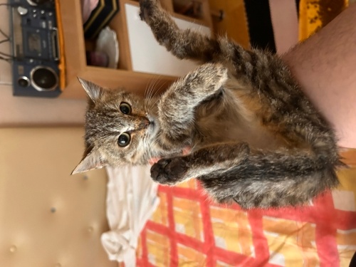 Yavru Kediye yuva ARIYORUZ ❤️ fotoğraf