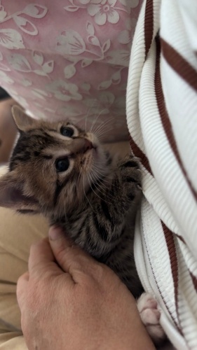 yavru kedimizi annemiz kabul etmedi fotoğraf