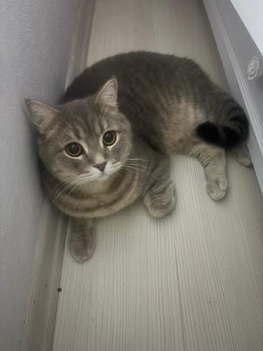 Duman’a kalıcı bir yuva arıyorum. fotoğraf