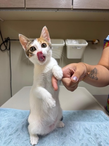 3 aydır klinik kafeste.. hiç sokak bilmiyor.. fotoğraf