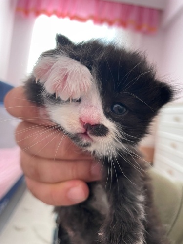 Yavru Smokin 1 aylık fotoğraf