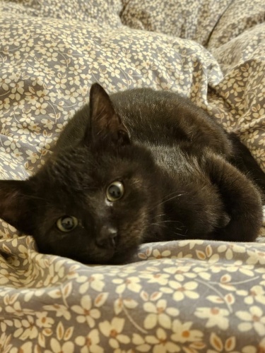 sevgi dolu, sakin , uysal ,cana yakın fotoğraf